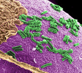 Batteri del microbioma