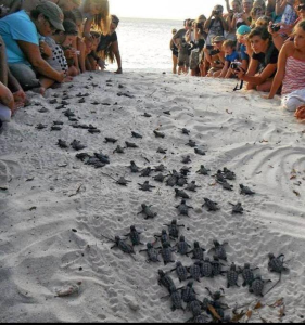 Tartarughe a Lampedusa